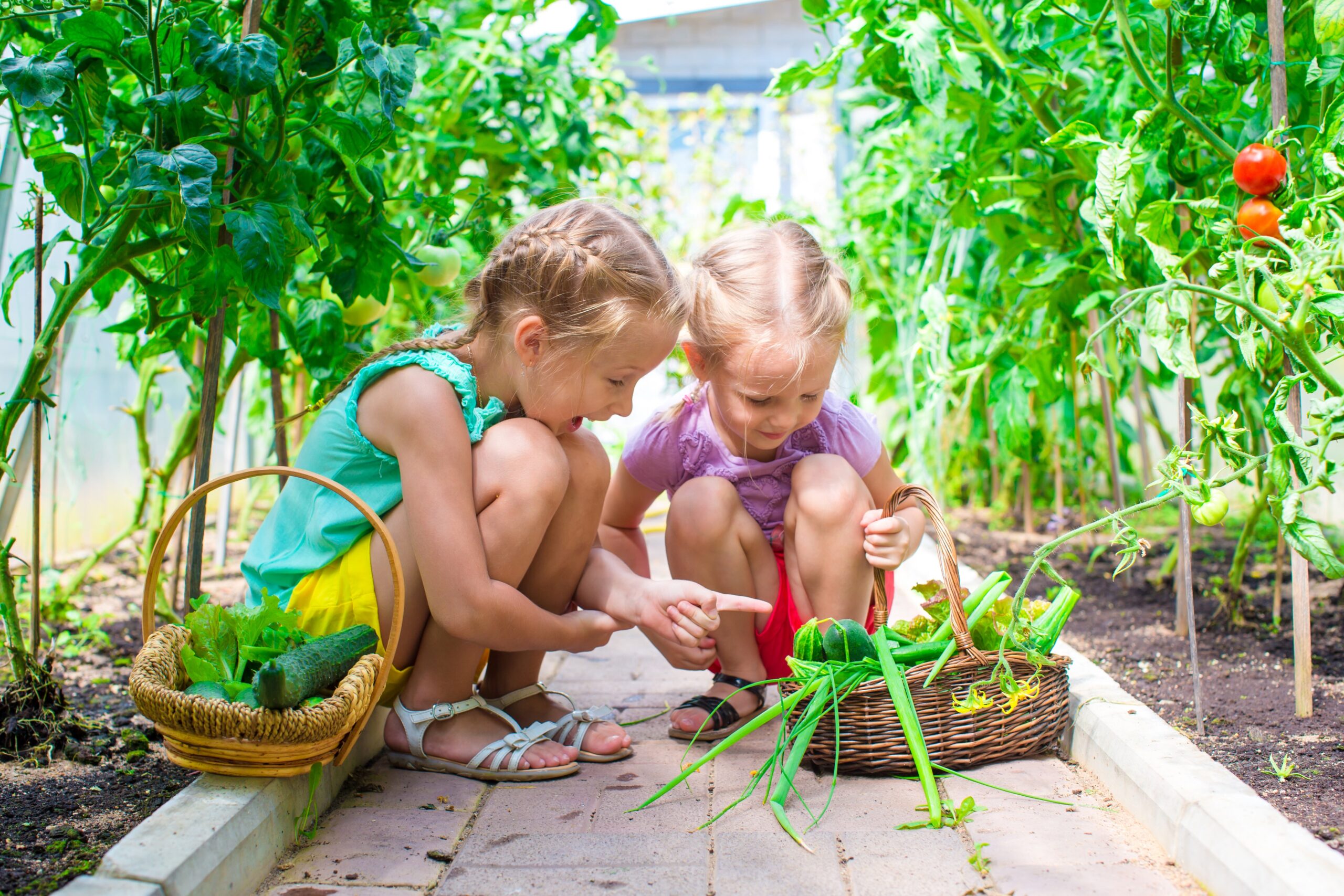 How a Childcare Centre Vegetable Garden Fosters Lifelong Skills and Healthy Habits