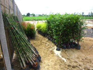 VarakulRoss.com - Planting perimeter trees 20